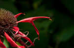 Scarlet beebalm